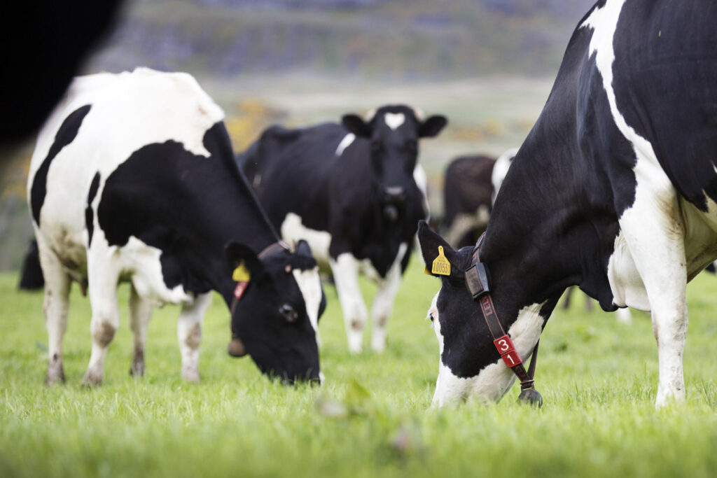 The Dairy Cows at Knockraich Farm