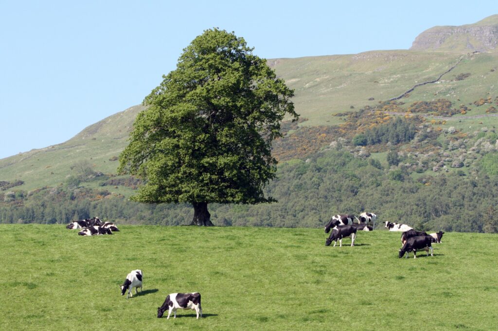 Knockraich Farm and our cows