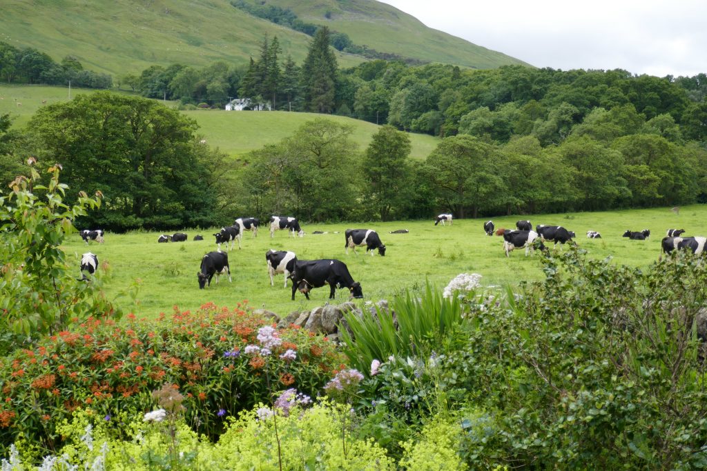 The cows at Knockraich Farm